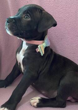 Brandi -  Terrier Dog for Adoption in Newport, Kentucky - Brandi | PetCurious