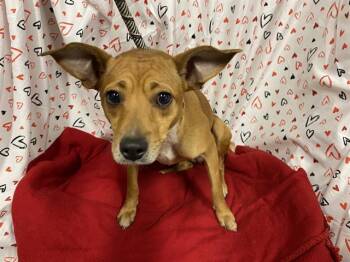 Chihuahua and Mixed Breed Dogs Available for Adoption - A606944 | PetCurious