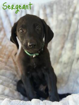 Sergeant -  Labrador Retriever and German Shepherd Dog Dog for Adoption in Pleasant Hill, California - Sergeant | PetCurious