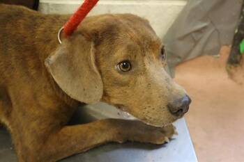 MAINE -  Mixed Breed Dog Available for Adoption in Columbia, South Carolina - MAINE | PetCurious