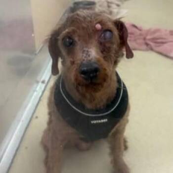 Rusty -  Miniature Poodle Dog for Adoption in Phoenixville, Pennsylvania - Rusty | PetCurious