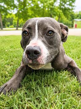 Lilo -  American Bulldog Dog for Adoption in Alexander City, Alabama - Lilo | PetCurious