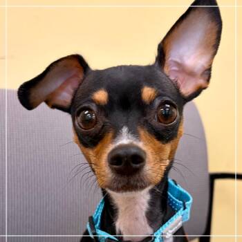 Nina -  Chihuahua Dog for Adoption in Pekin, Illinois - Nina | PetCurious