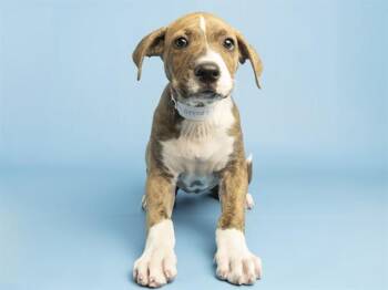 Pit Bull Terrier Dogs Available for Adoption in Phoenix, Arizona - MARY JANE | PetCurious