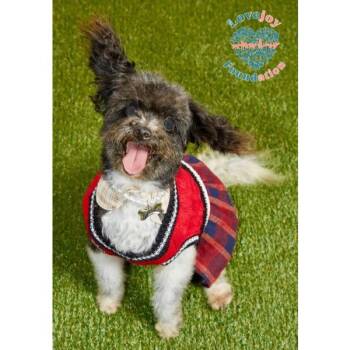 Rescue Miniature Poodle Dogs for Adoption in Inglewood, California - Faith COH | PetCurious