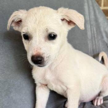 Great Pyrenees and Yellow Labrador Retriever Dogs Available for Adoption - Snapple Fizz | PetCurious