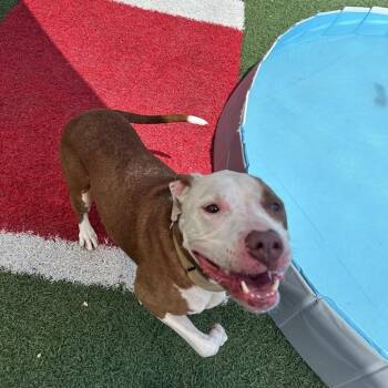 Princess -  Mixed Breed Dog for Adoption in Batavia, Ohio - Princess | PetCurious