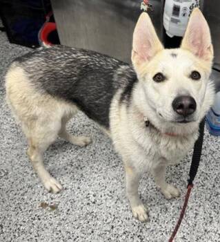 Talia -  German Shepherd Dog and Mixed Breed Dog for Adoption in West Chester, Pennsylvania - Talia | PetCurious