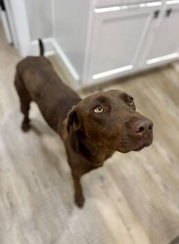 Rescue Chocolate Labrador Retriever Dogs for Adoption in Hartsville, South Carolina - Beau | PetCurious