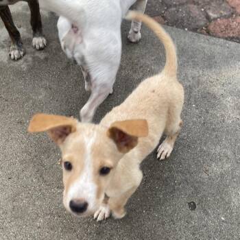 Hocus Pocus -  Labrador Retriever and Terrier Dog for Adoption in Escondido, California - Hocus Pocus | PetCurious