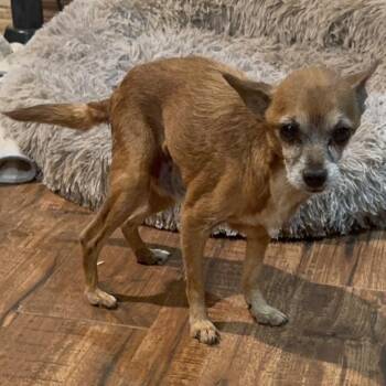 Toto -  Chihuahua Dog for Adoption in Pelham, New Hampshire - Toto | PetCurious