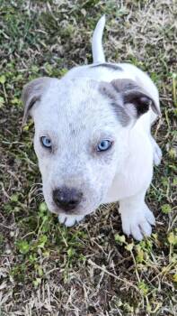 Pit Bull Terrier Dogs Available for Adoption - Murphy | PetCurious