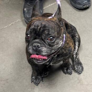 Toad Stool -  French Bulldog Dog for Adoption in Yuma, Arizona - Toad Stool | PetCurious