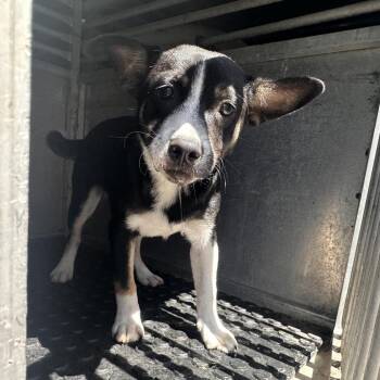 Terrier and Mixed Breed Dogs Available for Adoption in Edinburg, Texas - Buster | PetCurious