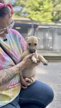 June Bug -  Mixed Breed Dog for Adoption in Muskegon, Michigan - June Bug | PetCurious