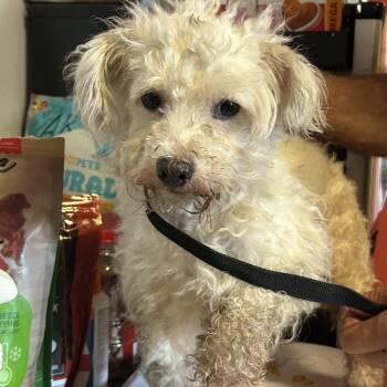 Betty - Chino Hills Location -  Poodle and Mixed Breed Dog for Adoption in Chino Hills, California - Betty - Chino Hills Location | PetCurious