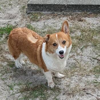 Ruby -  Corgi Dog for Adoption in Alafaya, Florida - Ruby | PetCurious