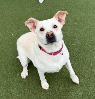 Labrador Retriever Dogs Available for Adoption in Columbia, Illinois - Snow | PetCurious
