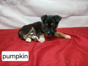 Collie and German Shepherd Dog Dogs Available for Adoption - Pumpkin (Collie Shep) | PetCurious