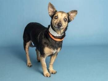 DEE DEE -  Chihuahua Dog for Adoption in Phoenix, Arizona - DEE DEE | PetCurious