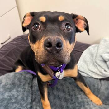 Rescue Pit Bull Terrier and Mixed Breed Dogs for Adoption in Los Angeles, California - Tish | PetCurious