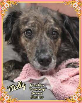 Mixed Breed Dogs Available for Adoption - Molly | PetCurious