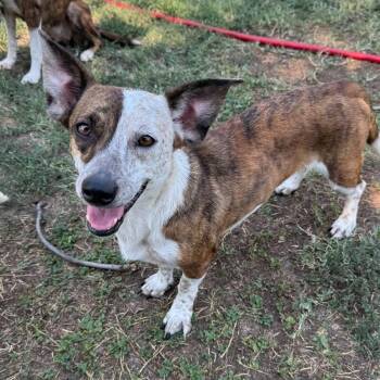 SELINA BATMAN -  Dachshund and Cattle Dog Dog for Adoption in Lawton, Oklahoma - SELINA BATMAN | PetCurious