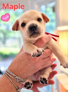 Maple - Willow Mae Litter -  Mixed Breed Dog for Adoption in Holly Springs, North Carolina - Maple - Willow Mae Litter | PetCurious