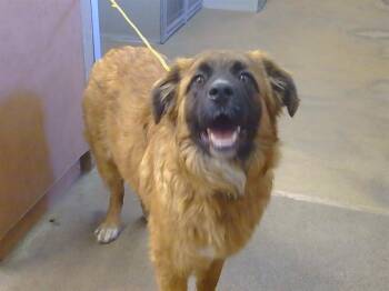 Leonberger and Mixed Breed Dogs Available for Adoption in Sacramento, California - HEIDI | PetCurious