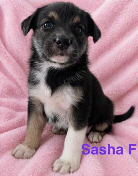 Australian Shepherd and Norwegian Elkhound Dogs Available for Adoption in Semmes, Alabama - Sasha  | PetCurious