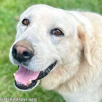 Rescue Great Pyrenees Dogs for Adoption in Beacon, New York - Ruffin In MS - Affectionate & Laid-back! | PetCurious