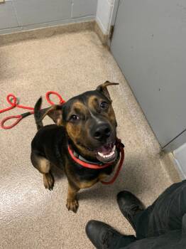 Rescue Pit Bull Terrier Dogs for Adoption in Troy, Ohio - Capone | PetCurious