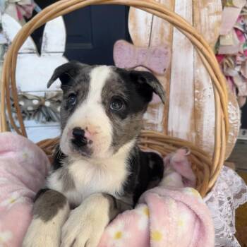 Mixed Breed Dogs Available for Adoption in Huntsville, Alabama - Goofy | PetCurious