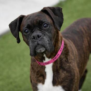 Boxer Dogs Available for Adoption in Peyton, Colorado - Prim (MR26-361) | PetCurious