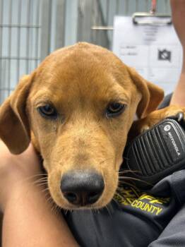 26-417 Scout -  Hound Dog for Adoption in Tarboro, North Carolina - 26-417 Scout | PetCurious