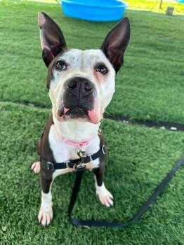 Athena -  Mixed Breed Dog for Adoption in Moundsville, West Virginia - Athena | PetCurious