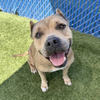 Caroline -  Pit Bull Terrier Dog for Adoption in Hawthorne, California - Caroline | PetCurious