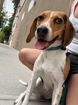 Charlie -  Beagle Dog for Adoption in Stoughton, Massachusetts - Charlie | PetCurious