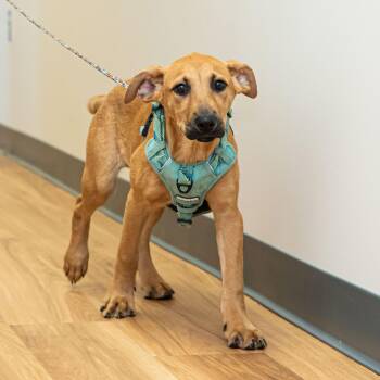Jordyn -  Hound Dog for Adoption in Lambertville, New Jersey - Jordyn | PetCurious