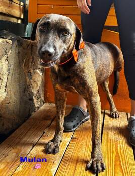 Rescue Mixed Breed Dogs for Adoption in Vaughan, Ontario - Mulan | PetCurious