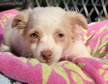Truly -  Mixed Breed Dog for Adoption in Mount Pleasant, South Carolina - Truly | PetCurious