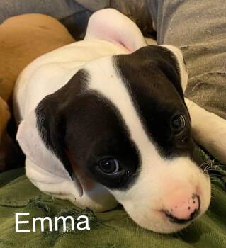 Emma -  Pit Bull Terrier Dog for Adoption in Newport, Kentucky - Emma | PetCurious