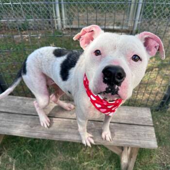 Faith -  American Staffordshire Terrier Dog for Adoption in Pittsburgh, Pennsylvania - Faith | PetCurious