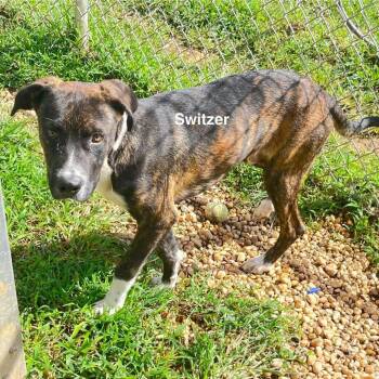 Mixed Breed Dogs Available for Adoption - Switzer | PetCurious