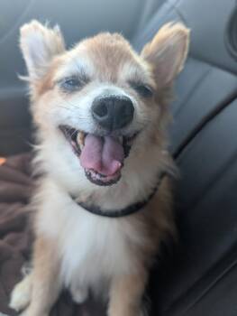 Lil Fox -  Pomeranian Dog for Adoption in Amelia, Ohio - Lil Fox | PetCurious