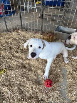 Rescue Labrador Retriever and Great Pyrenees Dogs for Adoption in Broken Arrow, Oklahoma - Brawnie | PetCurious