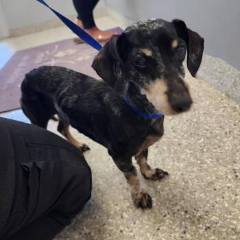 Dachshund Dogs Available for Adoption in Manhattan, Kansas - Dutch | PetCurious