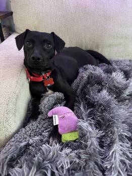Mixed Breed Dogs Available for Adoption in New York, New York - Adrian | PetCurious