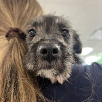 Hudson -  Mixed Breed Dog for Adoption in Hampton Bays, New York - Hudson | PetCurious