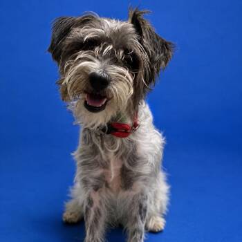 Hailey -  Terrier and Mixed Breed Dog for Adoption in Riverside, California - Hailey | PetCurious